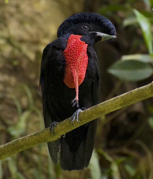image Bare-necked Umbrellabird